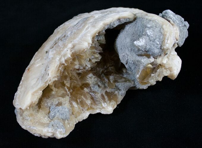 / Golden Calcite Crystal Clam Fossil #6554